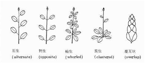 葉子生長在莖上的位置稱為什麼|葉序：葉片在枝條莖節上著生排列的方式。